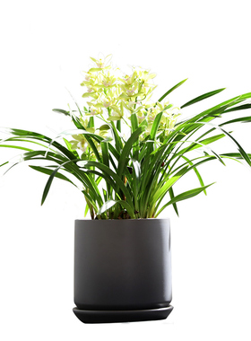 【年宵花】爱优尚香兰盆栽花卉植物室内兰花小型绿植办公室盆景