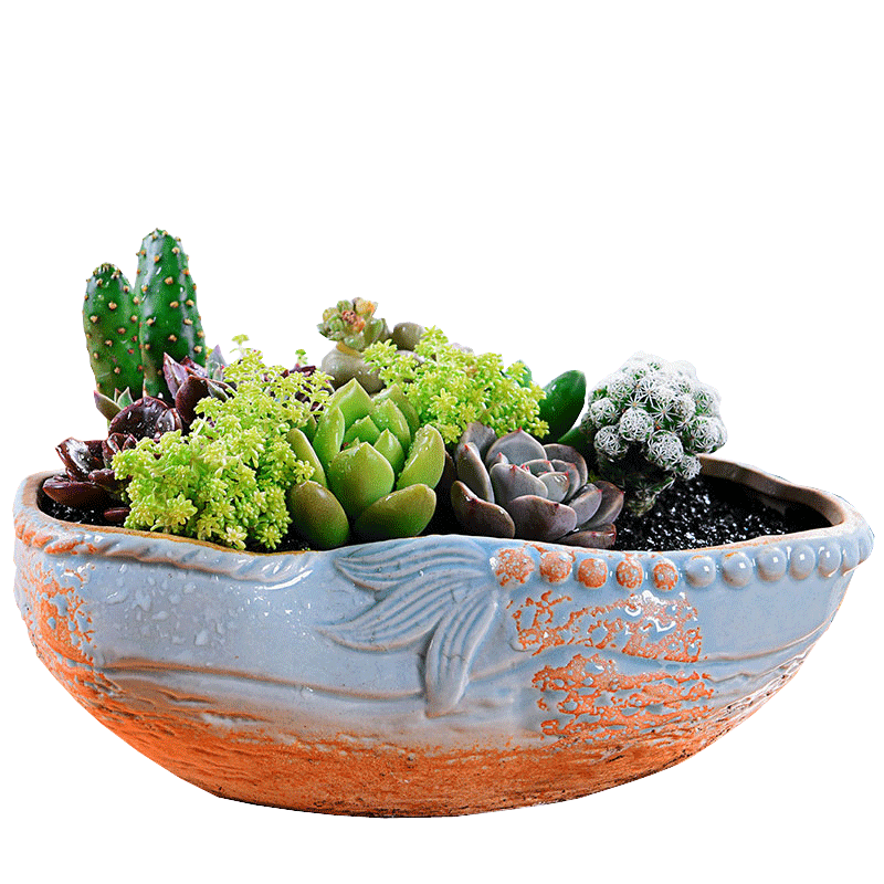 意景多肉花盆大口径拼盘器陶瓷简约大宽口大号特大号清仓植物盆栽