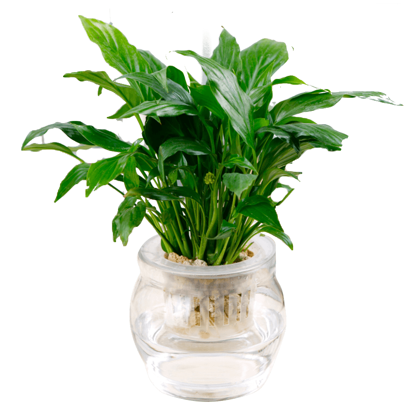 白掌红掌一帆风顺盆栽花卉室内绿色植物水培花草水养盆花水生植物