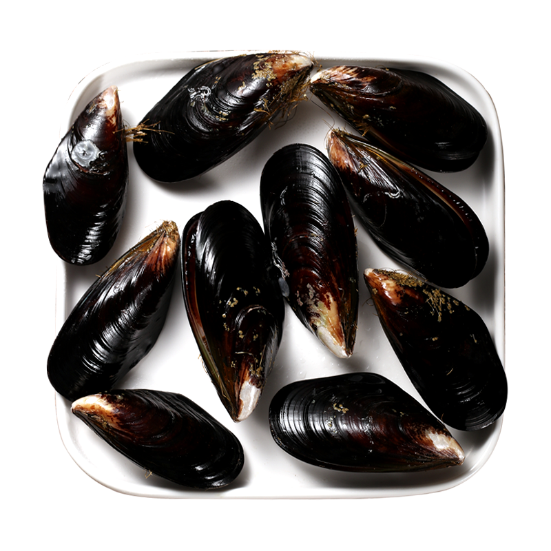 青口贝鲜活贻贝海虹贝类烧烤海鲜食材包邮淡菜海红新鲜特大青口螺