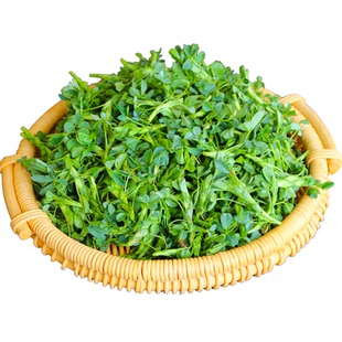 苜蓿菜新鲜甘肃省食用产地直销现摘头茬野菜蔬菜苜蓿草籽芽苗菜头 券