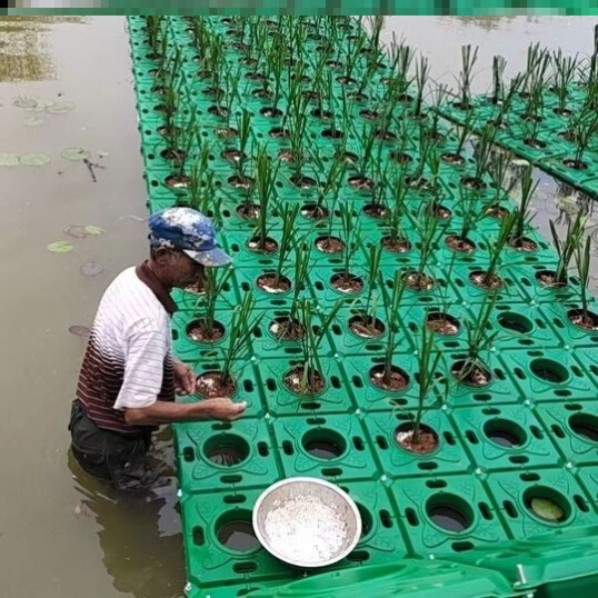 水上种稻子的浮床图片