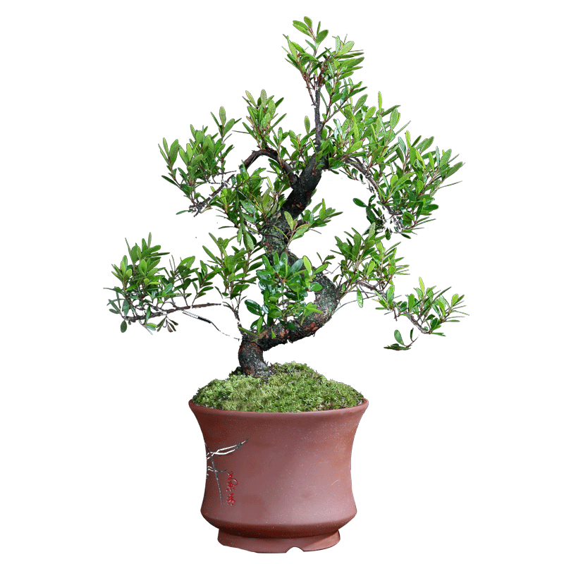 小叶赤楠盆景造型老桩金丝楠木树苗茶台阳台书房植物微型迷你盆栽