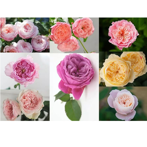 友禅月季芽变 一华小春旋律 风月环美空 伊吕波月季花苗四季 浓香