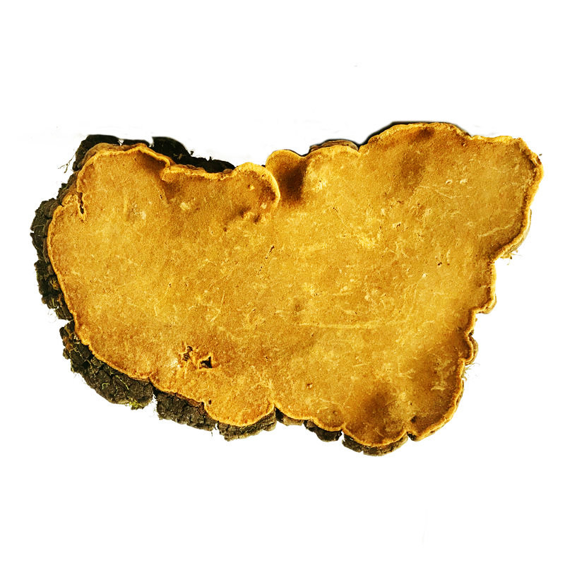 精选正宗西藏桑树桑黄500g天然金边桑黄灵芝野生干货正品林芝菌包券30