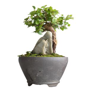 禅意小叶矮霸香枫微型盆景盆栽实物老桩日本进口原生枫树绿植精品