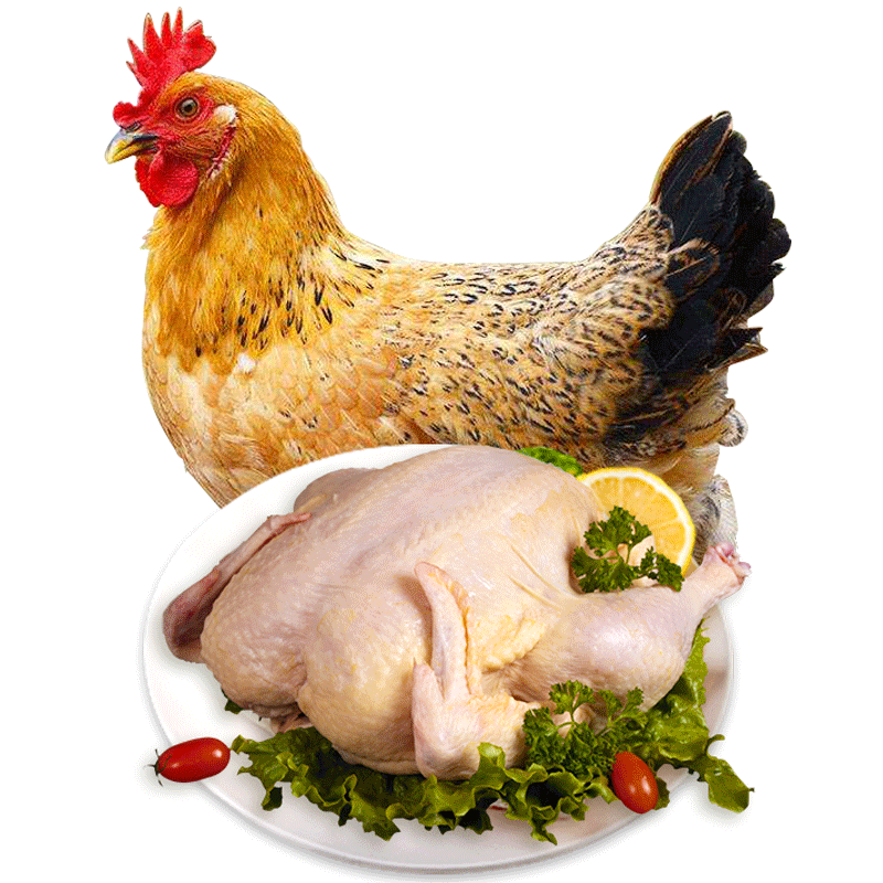 发2只农家散养老母鸡农村土鸡新鲜宰杀鸡肉整只笨鸡走地鸡月子鸡