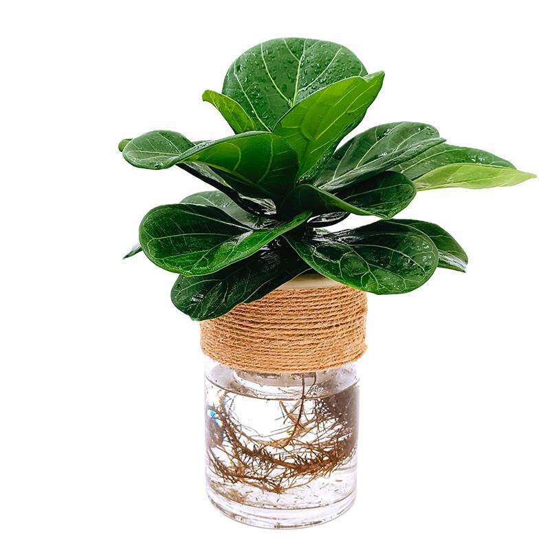 水培琴叶榕绿植物树苗小盆栽办公室内桌面水养水生大叶北欧风盆景