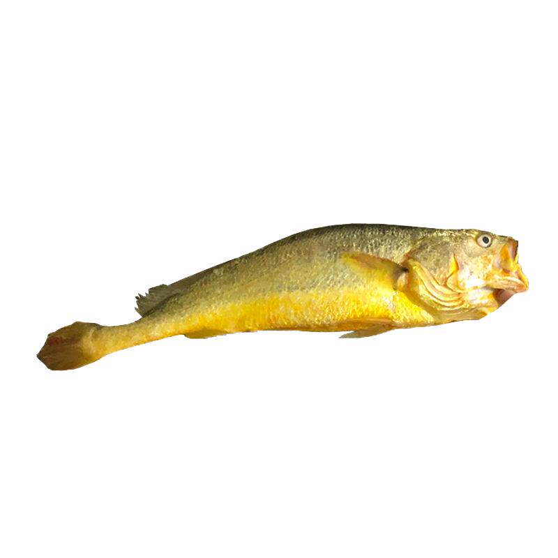 大黄鱼