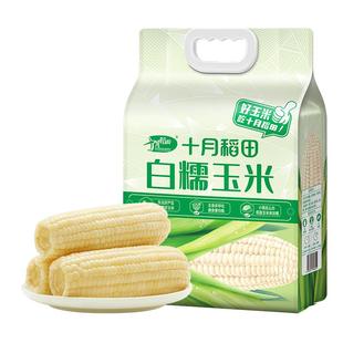 十月稻田白糯玉米黄糯粘糯拉丝新鲜黏苞米真空装包装袋东北大棒
