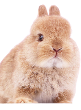 进口纯种二代双血荷兰侏儒兔兔小型迷你长不大宠物兔子活体单混血