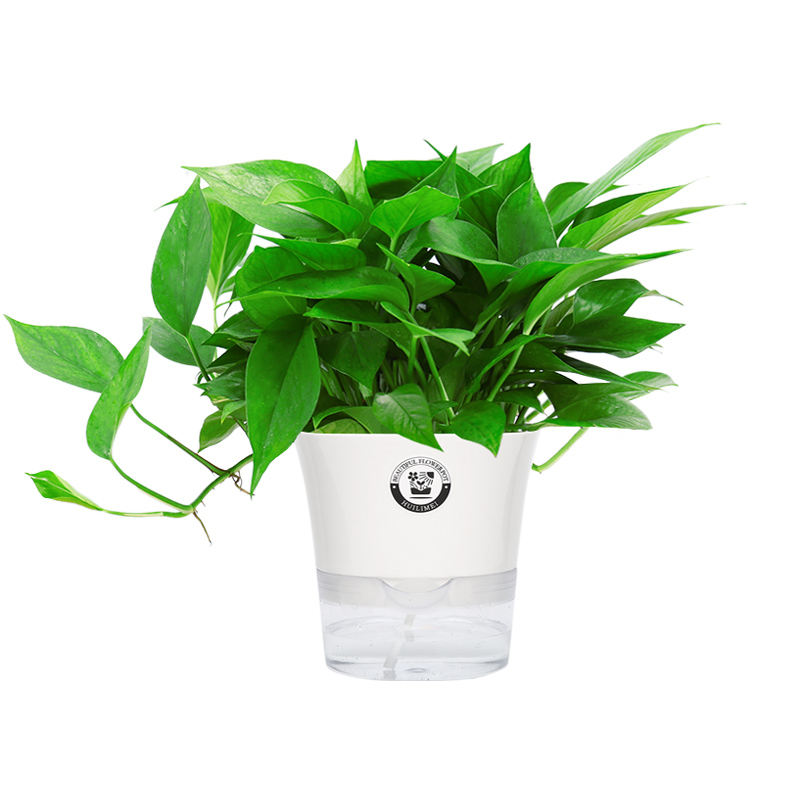 绿萝盆栽室内植物花卉家用新房吸除甲醛绿植水培长藤垂吊大盆绿箩