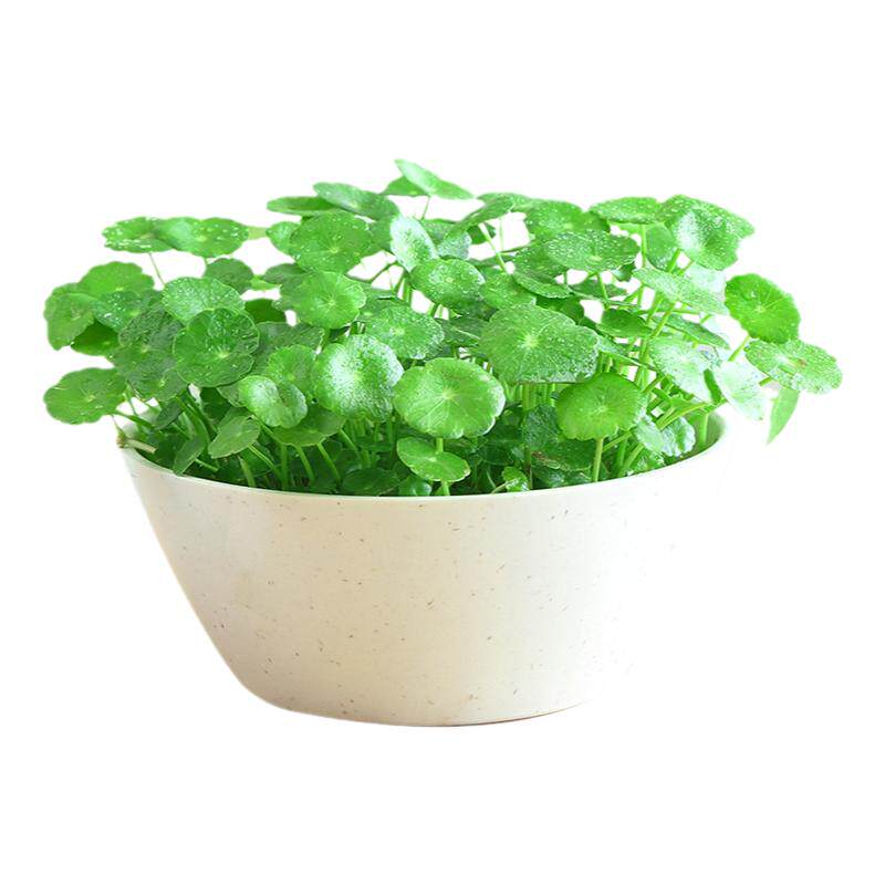 带叶铜钱草水培植物办公室桌面水养绿植金钱草室内四季花卉盆栽