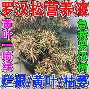 罗汉松营养液叶面喷施室内家用绿植花卉预防黄叶枯叶黑根专用肥料