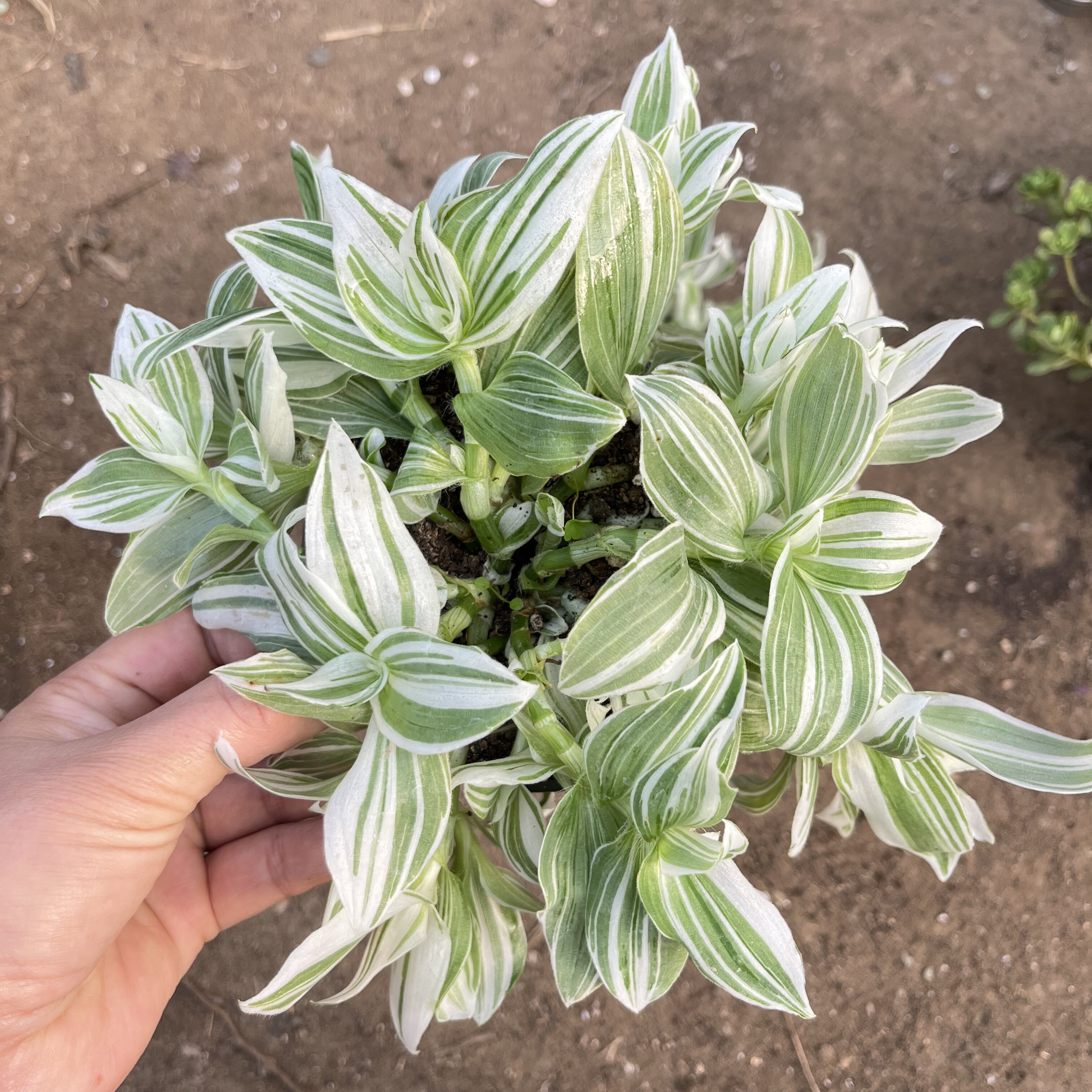 白色油画婚礼多头趣味植物垂吊竹梅白花紫露草观叶吸甲醛客厅盆栽