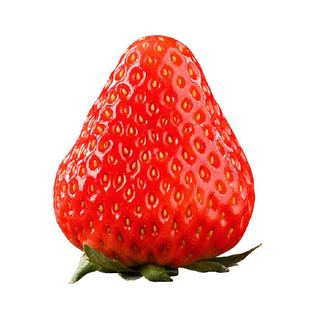【末浅】丹东99草莓红颜九九大草莓新鲜水果奶油草莓应季现摘