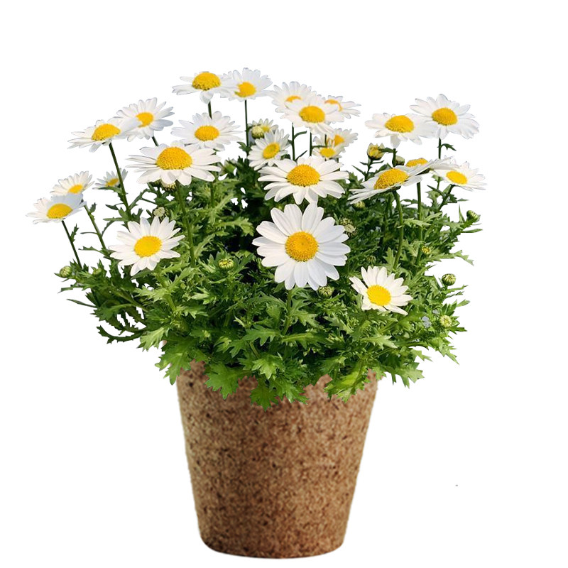 匠心绽放 白晶菊花卉盆栽 进口可降解花盆幼儿园儿童趣味种植