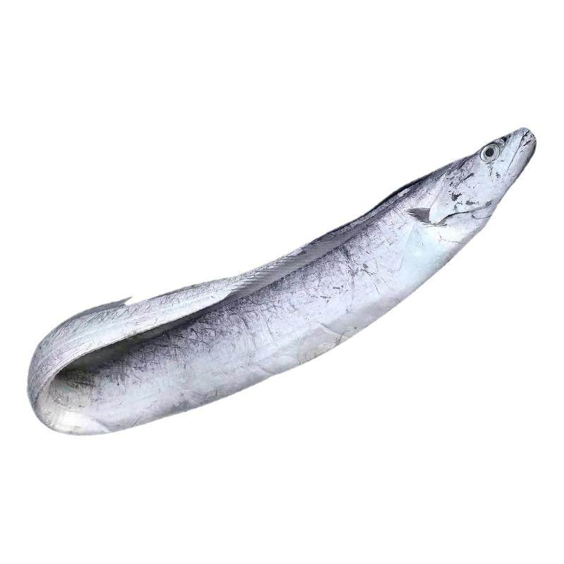 5斤真正舟山特级小眼睛带鱼整条新鲜冷冻刀鱼鲜活海鲜水产特大