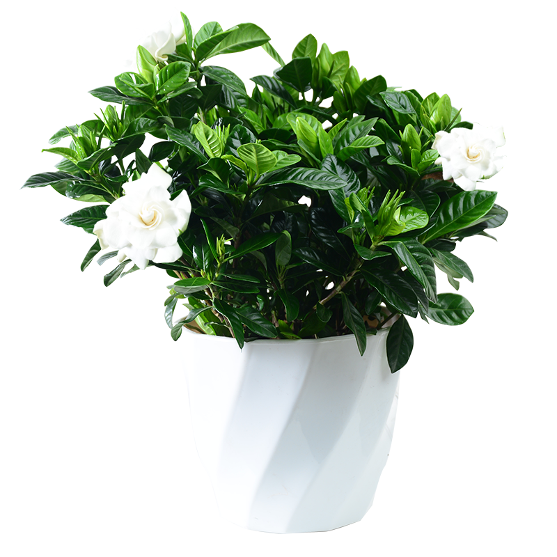 室内植物栀子花 小白竖纹