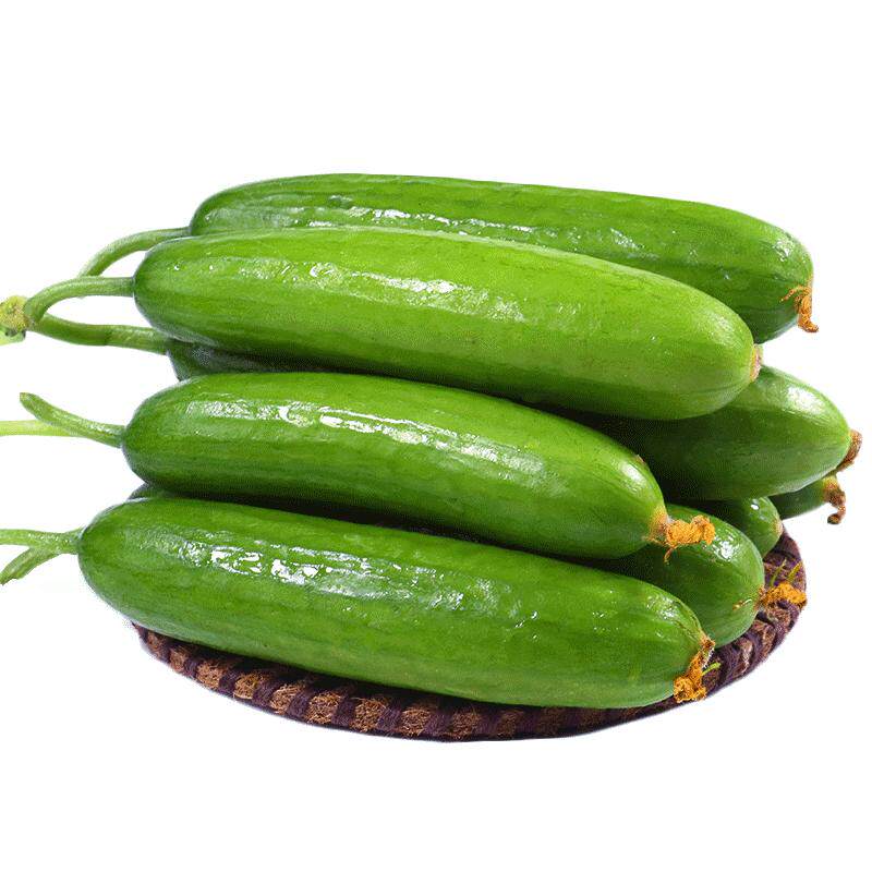 水果小黄瓜5斤新鲜蔬菜孕妇山东旱生吃荷兰瓜无刺青瓜10整箱包邮
