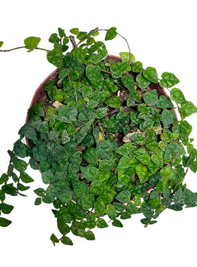 小叶薜荔水陆缸雨林缸耐阴易养藤蔓攀爬藤类背景植物花叶霹雳盆栽
