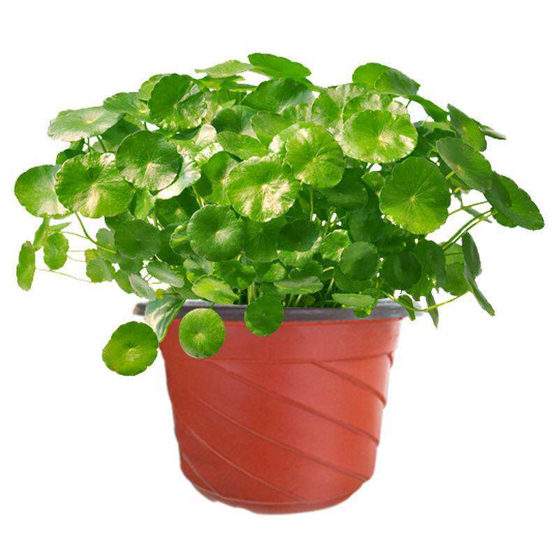 铜钱草苗水培植物水养花金钱草带盆栽好招财大叶子特大不带盆土培