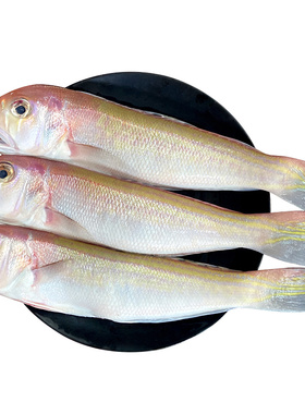 马头鱼野生海钓深海冷冻海鲜水产方头鱼马面鱼500g海鱼新鲜斧头鱼