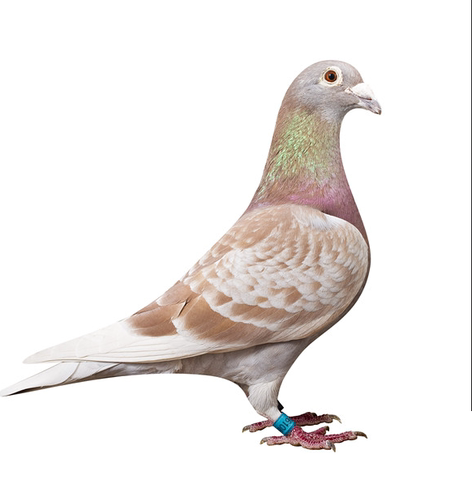 活体鸽子信鸽观赏鸽肉鸽公斤鸽元宝种鸽青年鸽一对包邮包健康