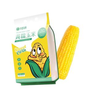 华田禾邦东北新鲜黄糯玉米软糯香黏真空包装即食蒸煮早餐杂粮苞米