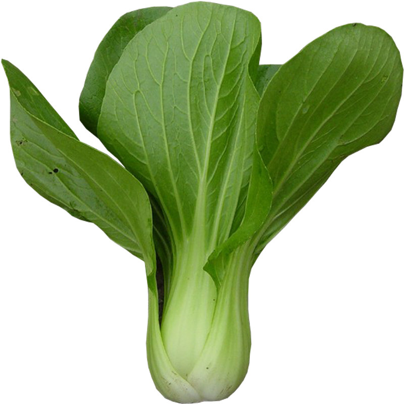 日本进口华冠青梗菜种子上海青奶油菜小青菜小油菜小白菜籽四季种