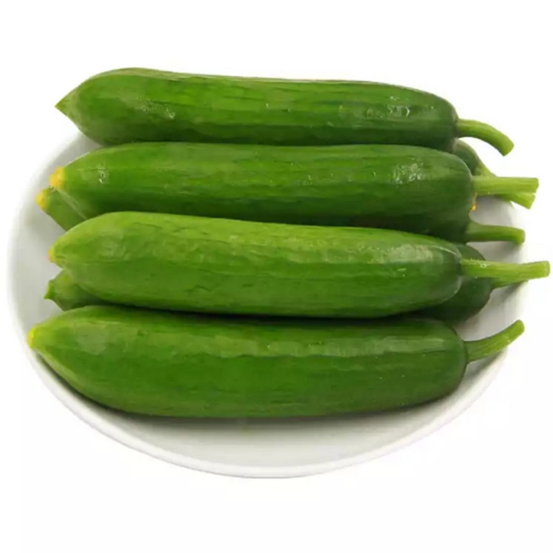 当天现摘水果黄瓜新鲜包邮5斤小黄瓜小青瓜荷兰瓜时令蔬菜吃套餐
