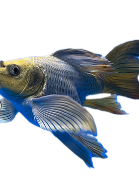 高端熊猫蝴蝶鲤球型龙鲤锦鲤鱼龙凤古金龙蝶鲤淡水冷水鱼苗包邮