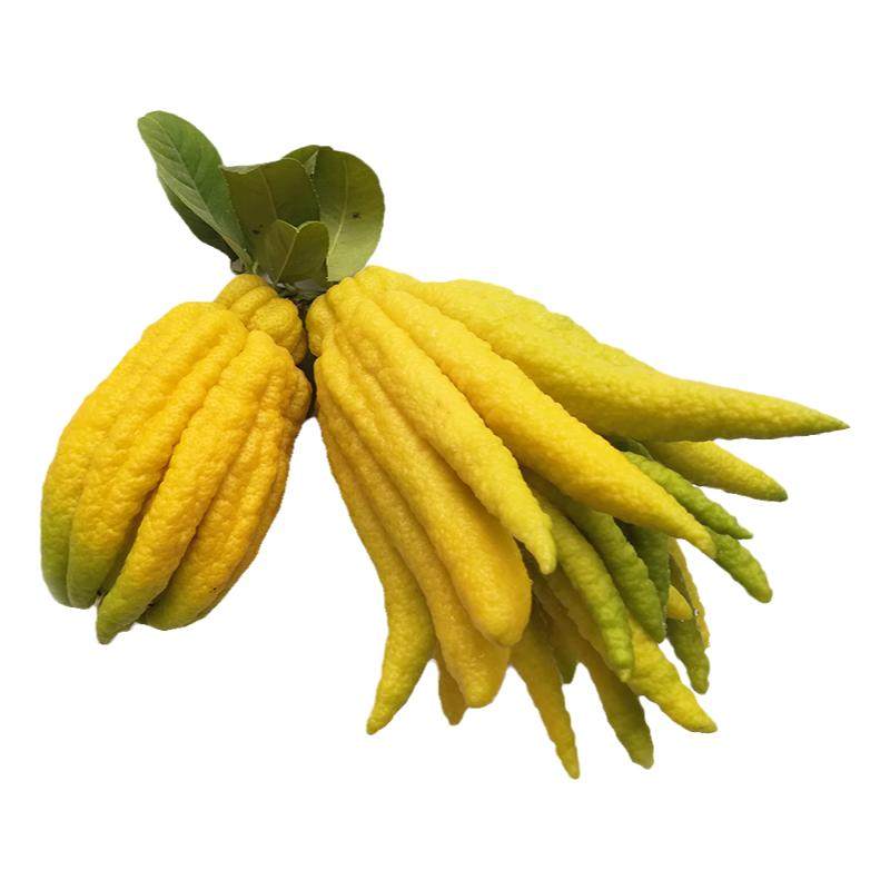 【现摘现发】金佛手 金华佛手佛手鲜果金佛手佛手柑佛手果食用