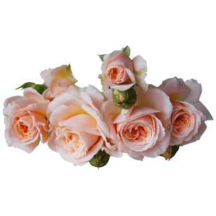 【九语】四个丘比特微月月季花阳台