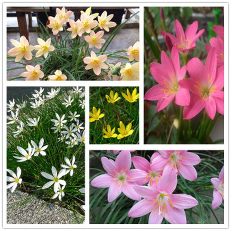 葱兰韭兰风雨兰种球韭菜兰花苗花卉盆栽球根花卉植物家居观花植物