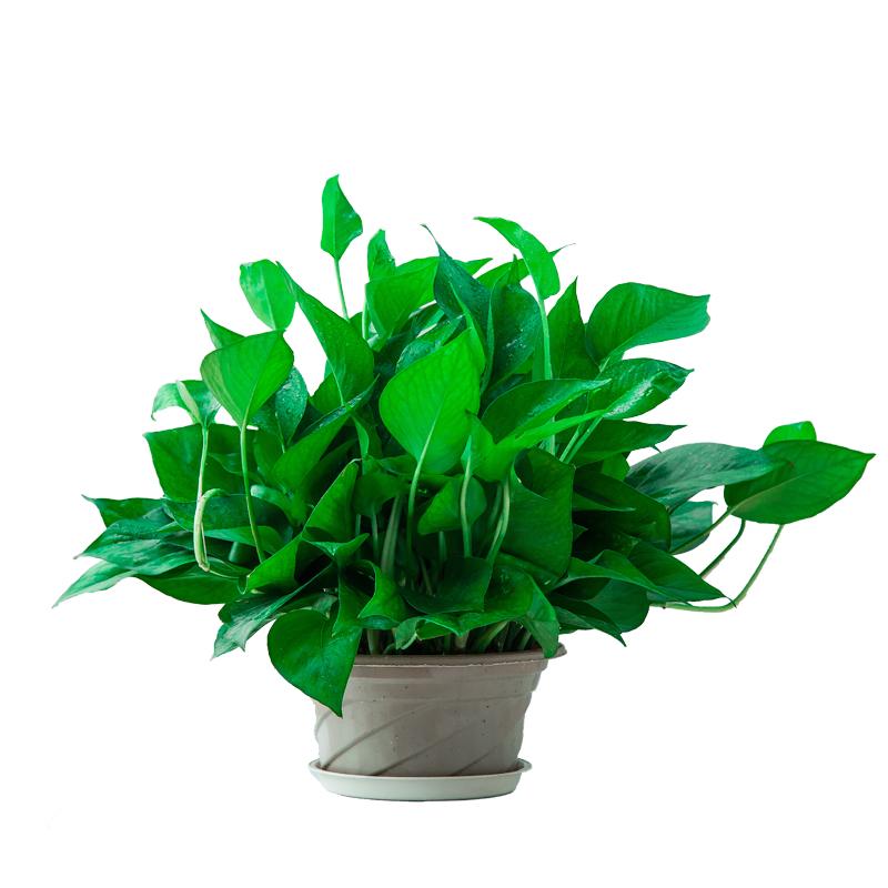 绿萝盆栽植物花卉水培盆景观花绿植室内吸甲醛净化空气大绿箩包邮