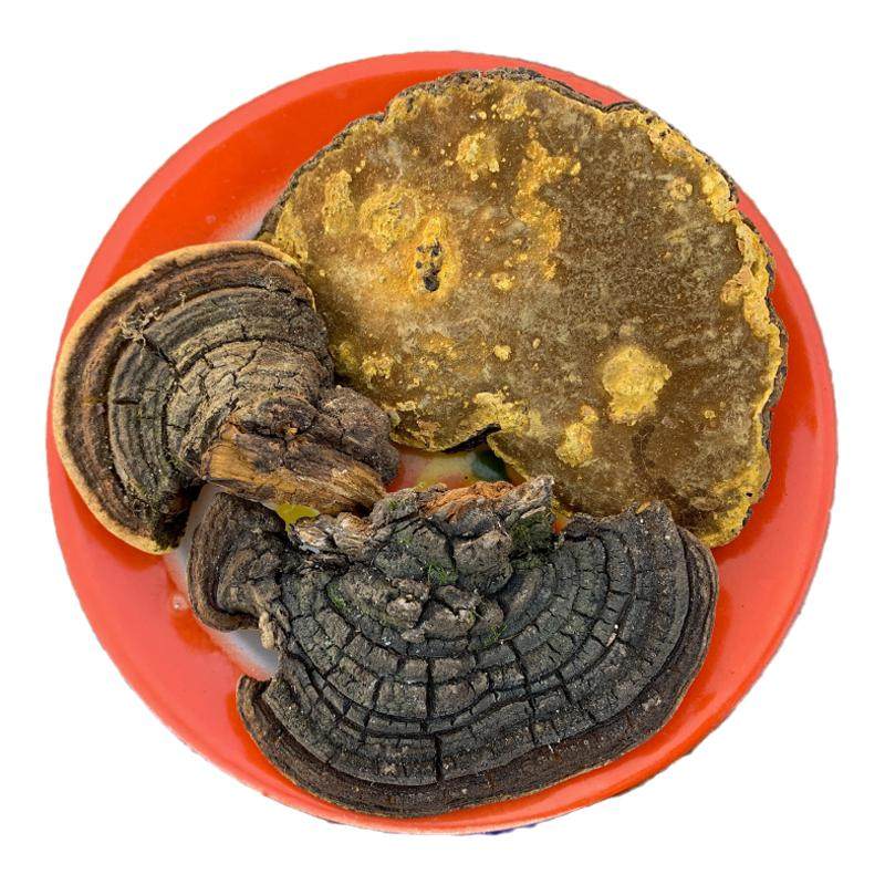 桑黄正品特级整朵灵芝菌种泡酒中药材泡茶非500克券100元1券后￥798