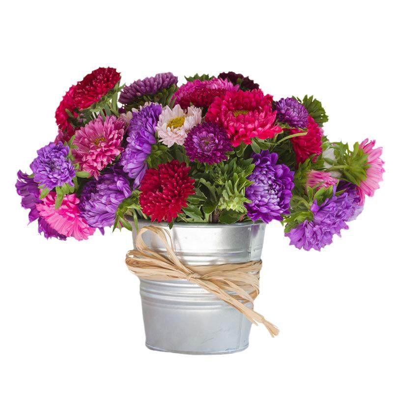 翠菊种子庭院美化花籽夏秋开花易活种籽鲜花盆栽花草种孑耐旱花卉