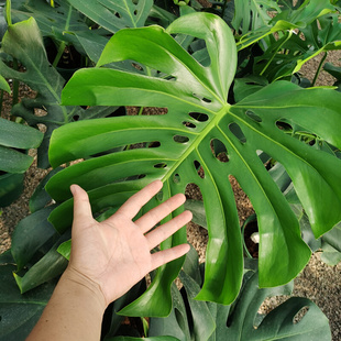 新老桩龟背竹巨叶观叶植物室内客厅盆栽卧室绿植盆景净化空气吸甲