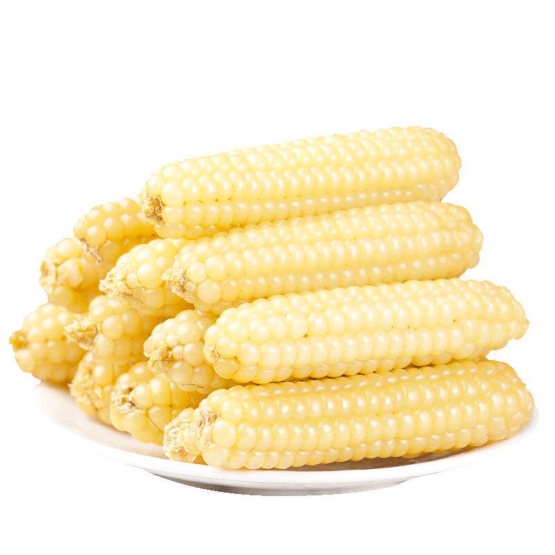 云南西双版纳拇指玉米4斤代餐软糯老品种小手指迷你袖珍白糯玉米