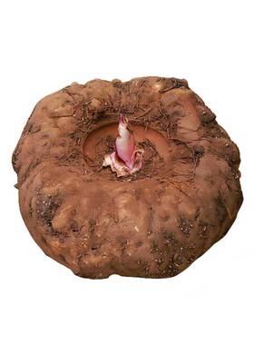 云南新鲜生魔芋灰菜现挖农家自种10斤包邮正宗豆腐农产品白魔芋