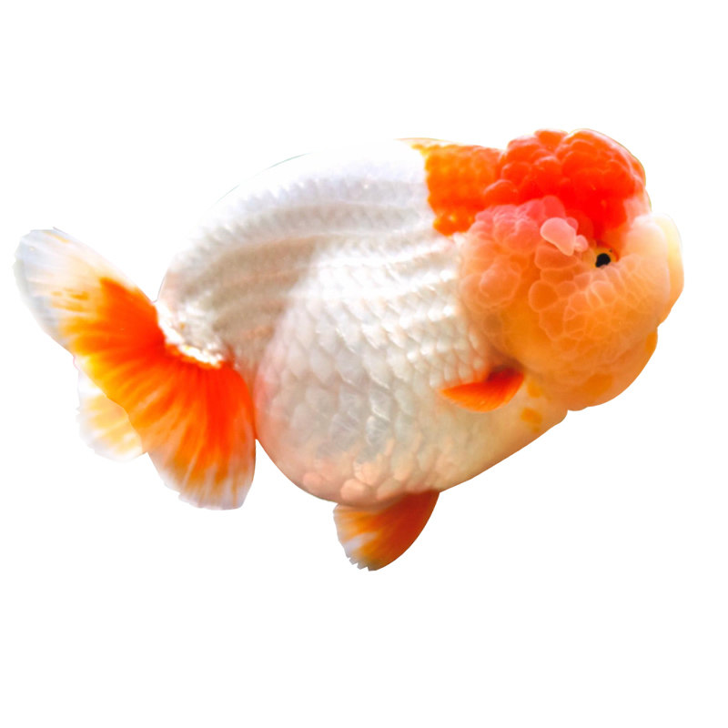 兰寿金鱼活鱼精品小尾重墨水墨玉兔奶牛三色黑赛级观赏鱼蓝瘦鱼苗