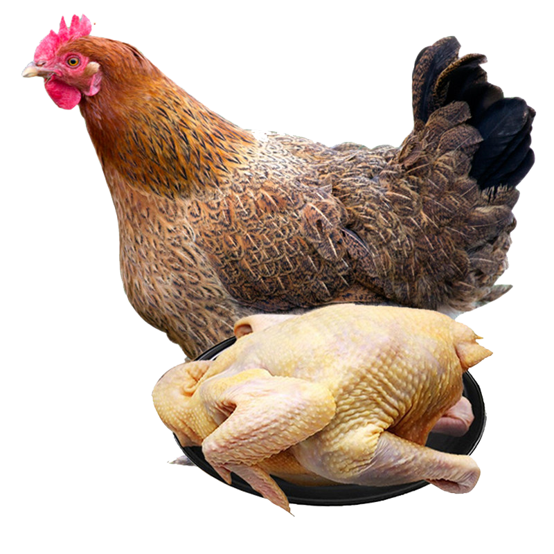 发2只土鸡农家散养生鲜正宗2年老母鸡肉新鲜生鸡整只草鸡笨鸡柴鸡