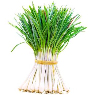 现挖新鲜青蒜苗红皮青梗大蒜苗红根蒜苗本地蒜苗新鲜蔬菜3斤5斤功效与