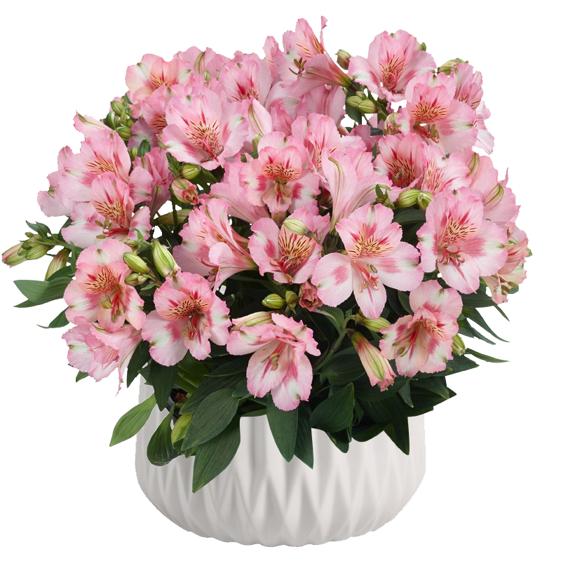 bp花卉六出花16cm盆栽阳台庭院带盆栽好豹纹花瓣秘鲁百合水仙花