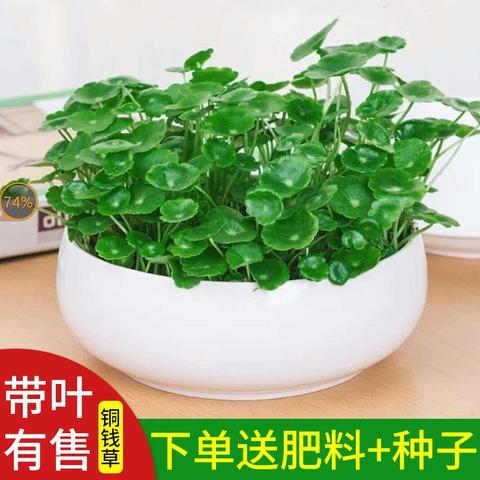 铜钱草招财水培植物办公室桌面盆栽金钱草花卉室内水养绿植吸甲醛