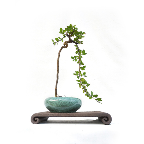 掌上微型精品盆景系列 小巧精致茶桌摆件 红芽提根雀梅绿植盆栽