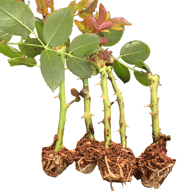 云南基地多品种切花玫瑰花苗 多头狂欢泡泡月季苗 食用玫瑰苗50棵