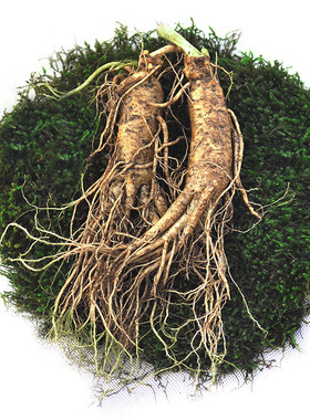 长白山新鲜泡酒野生送礼人叁野山参