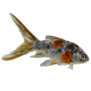 观赏鱼兰花草金鱼长尾草金五花草金锦鲤鱼活体鱼冷水鱼练手鱼好养